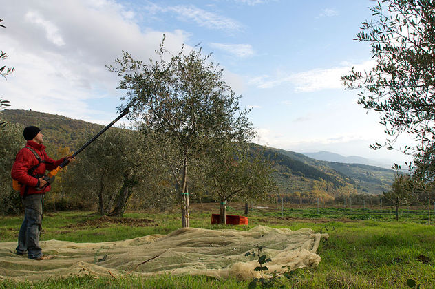 buonamici02.jpg